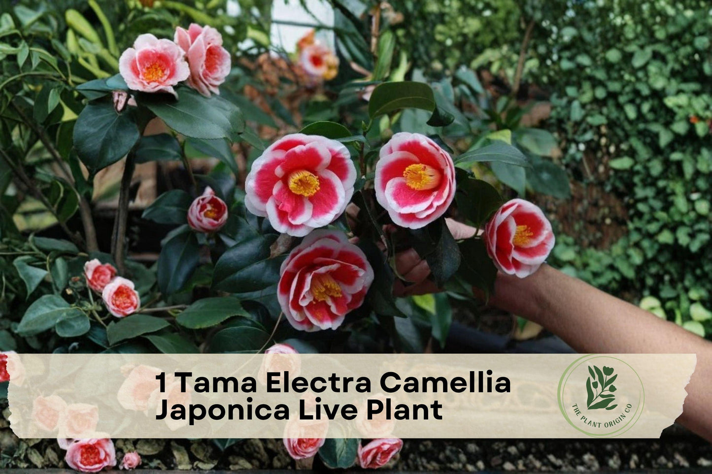Camellia japonica ‘Tama Electra’ Live Plant – Flowering Evergreen Shrub for Garden or Container