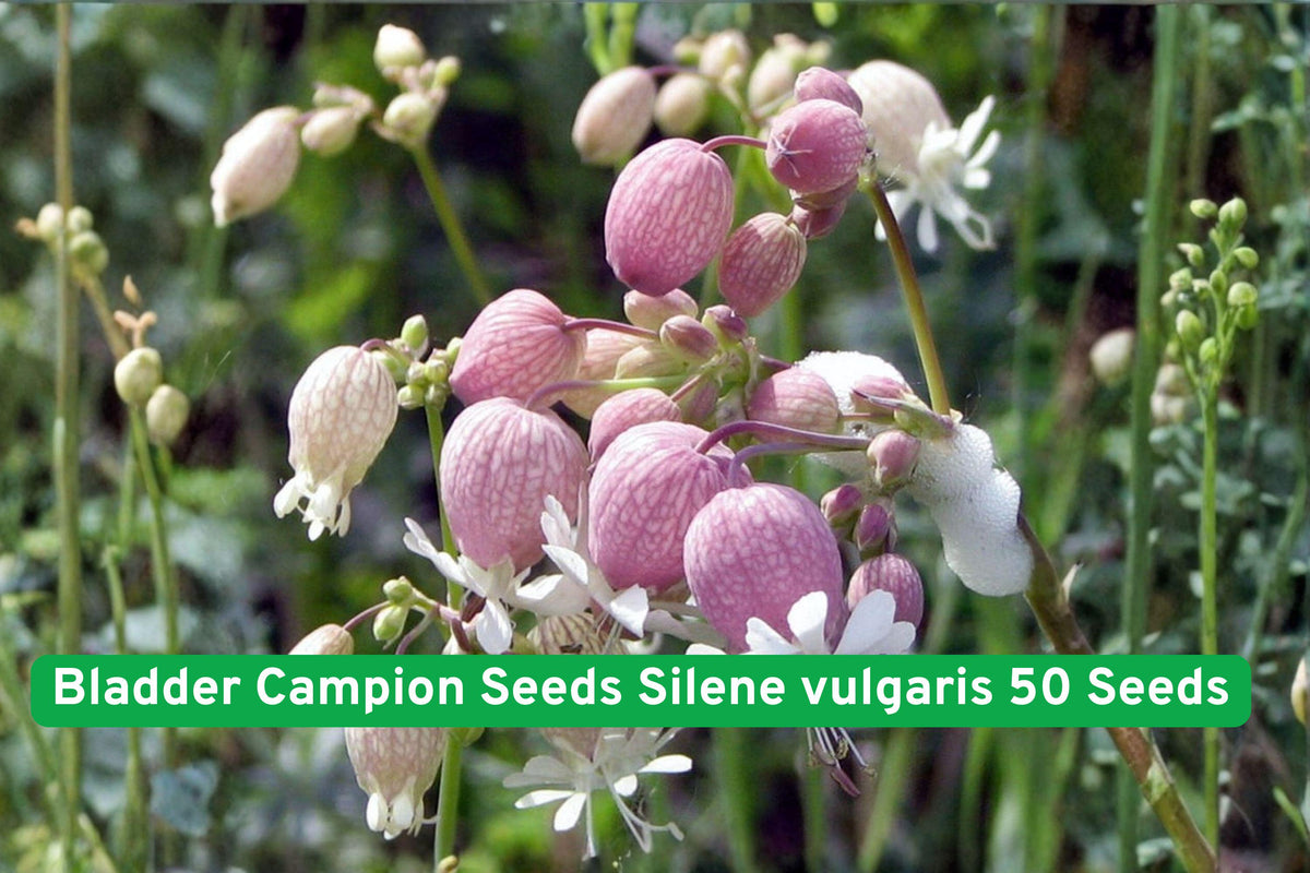 Bladder Campion Seeds, Silene vulgaris, Wildflower Perennial, White Balloon-Shaped Flowers, 50 Seeds