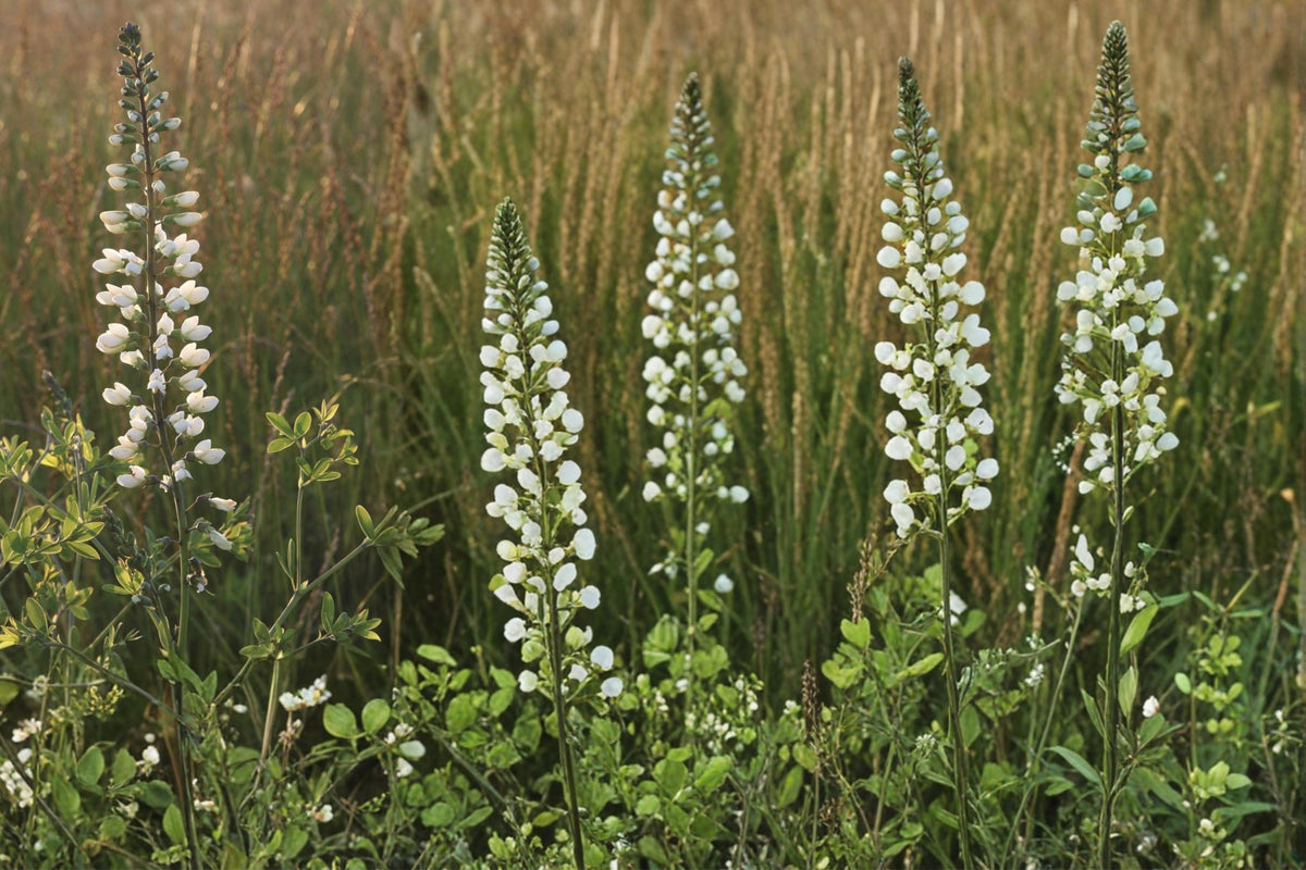 White Wild Indigo Seeds – Baptisia alba Herbaceous Perennial for Gardens, Prairies, Borders, Native Pollinator Plant