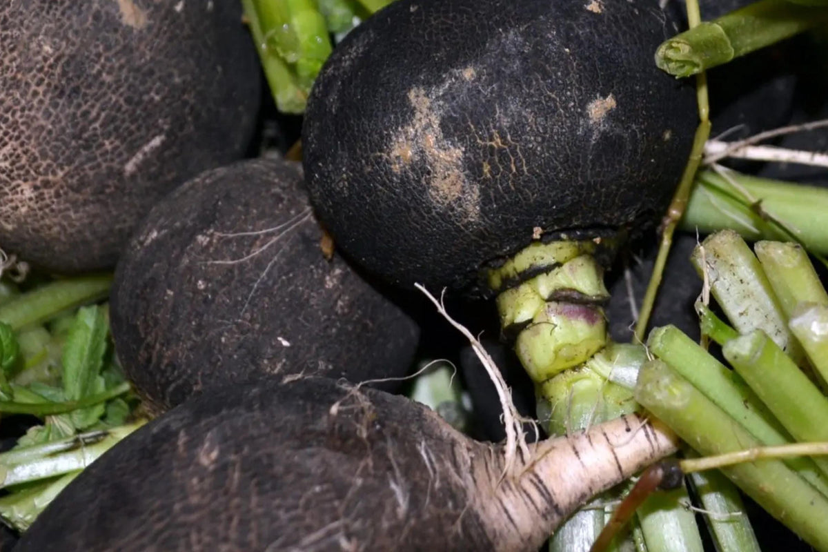 Black Spanish Round Radish Seeds – Heirloom Organic Winter Root Vegetable, 200+ Non-GMO Seeds