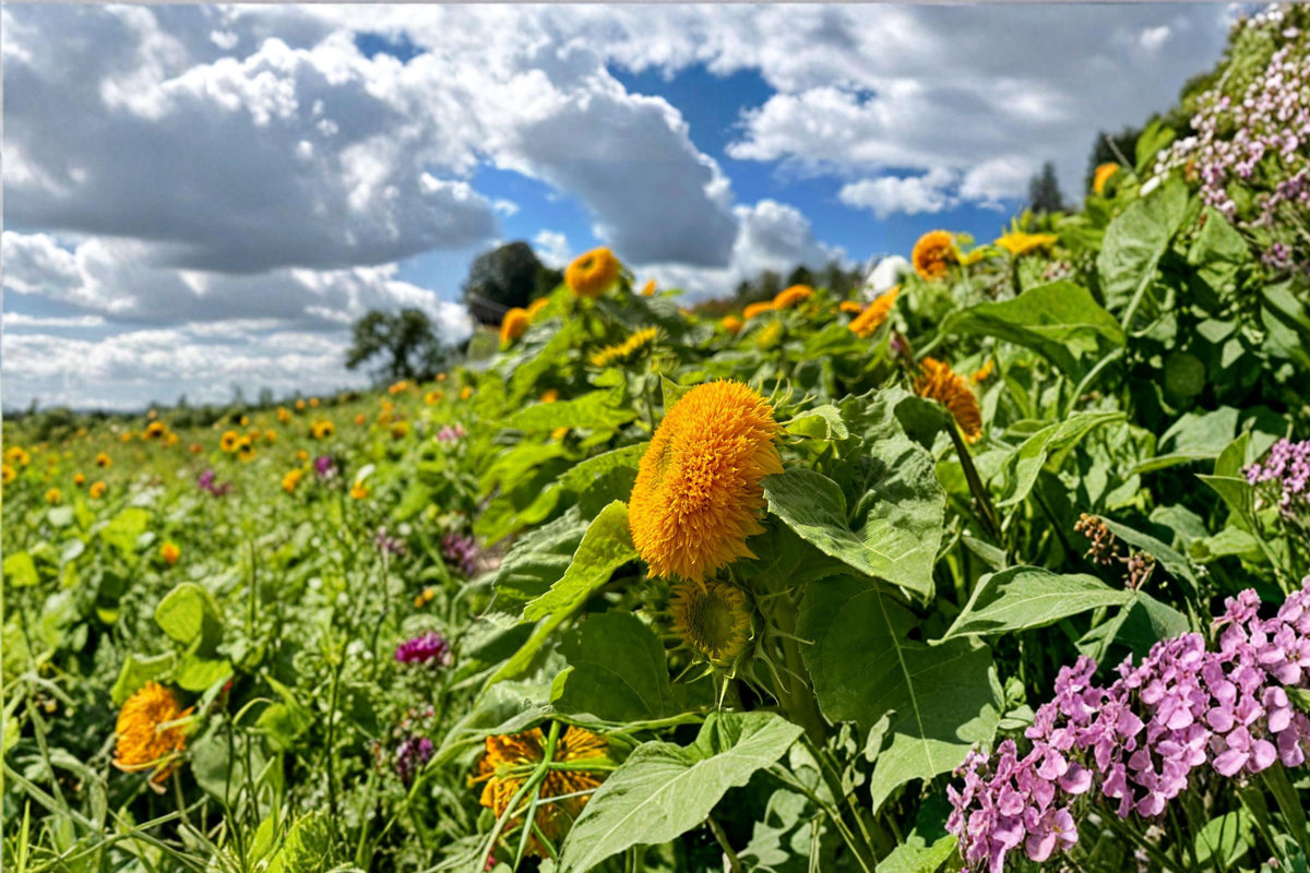 Giant Teddy Bear Sunflower Seeds Heirloom Double Yellow Blooms 25+ Seeds | Tall Pollinator-Friendly Garden Plant