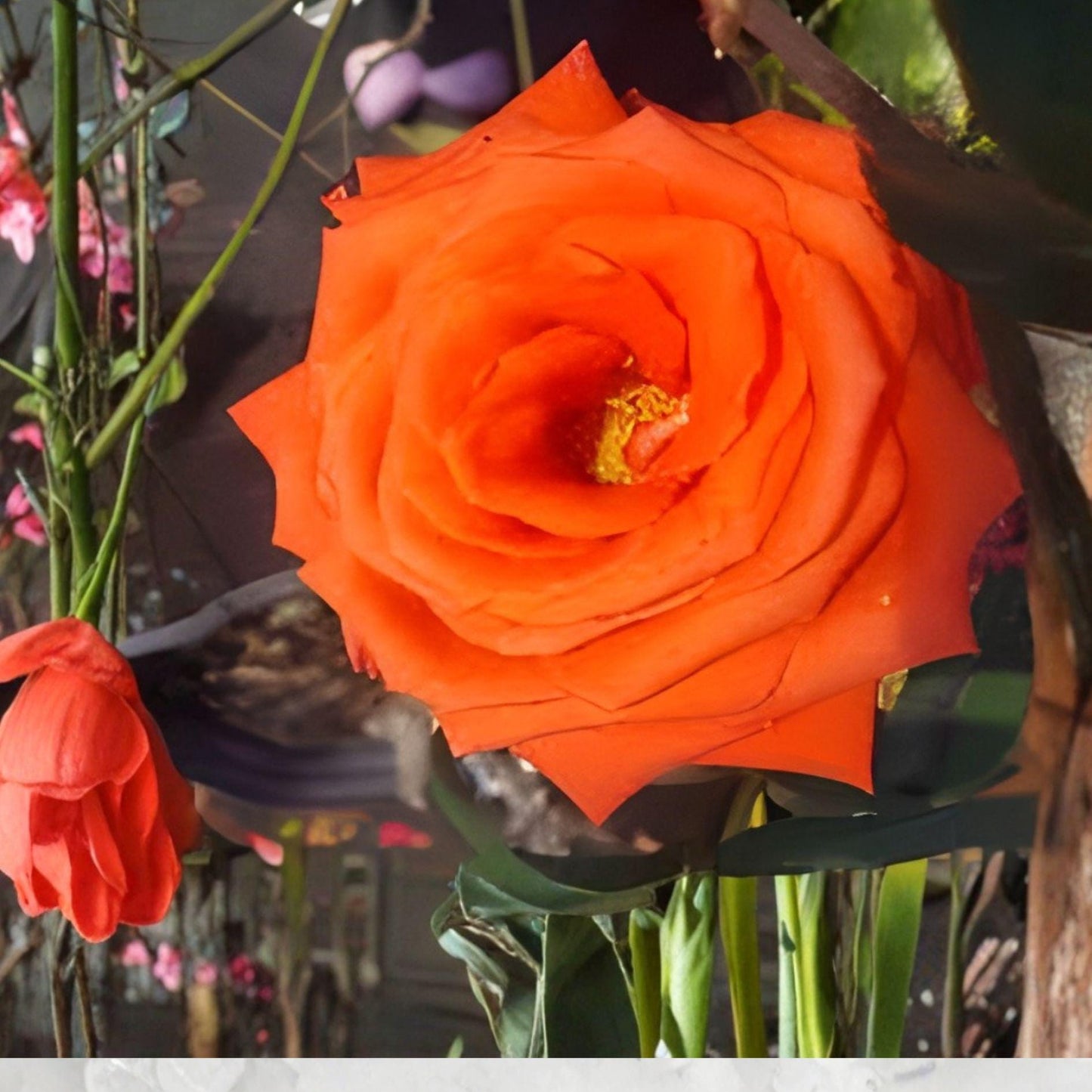 Marina Rose Floribunda Salmon Orange Live Plant – 2 Gallon Rosa spp. Shrub for Garden Beds & Landscape
