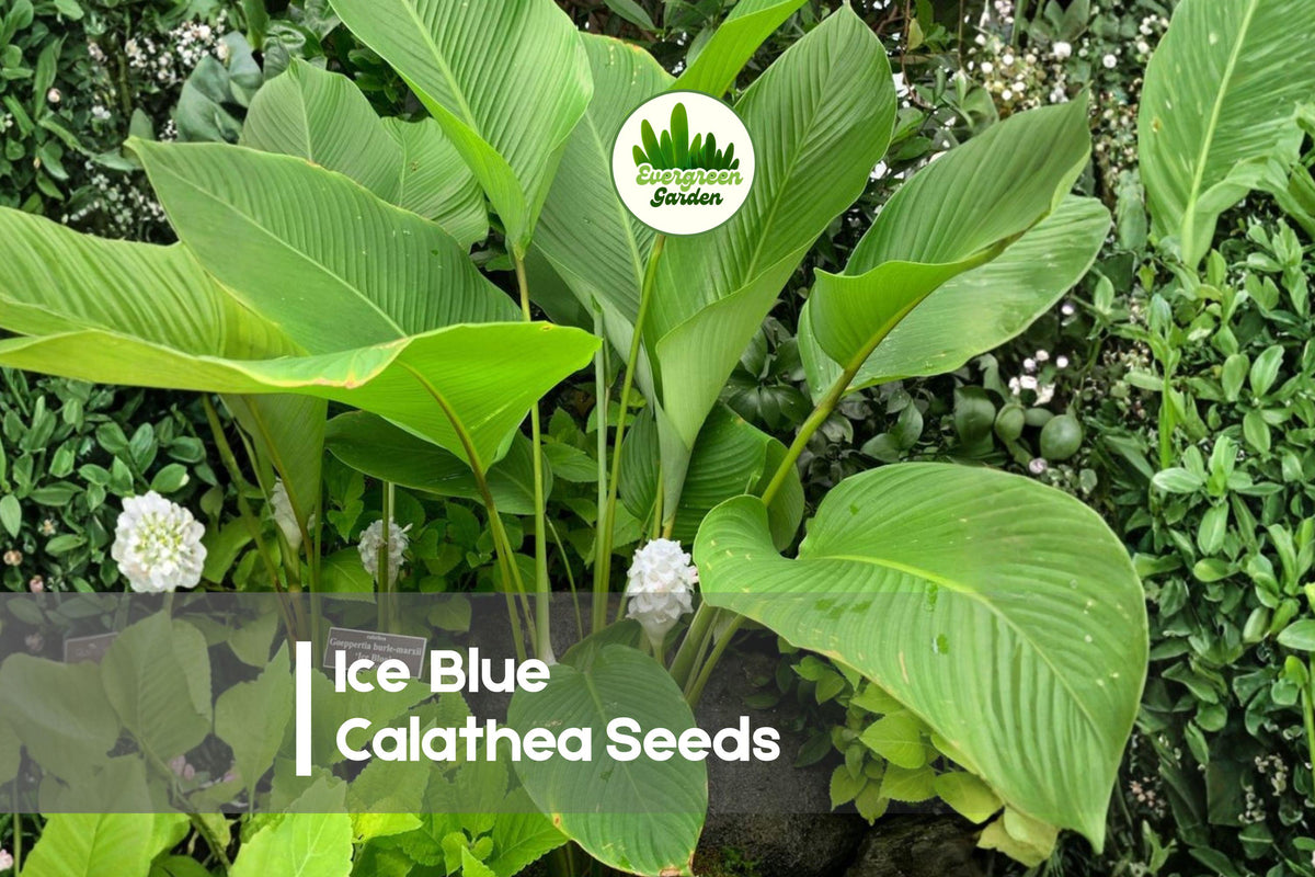 25 Ice Blue Calathea Seeds - Tropical Foliage Plant with Blue-Green Patterned Leaves, Calathea spp.