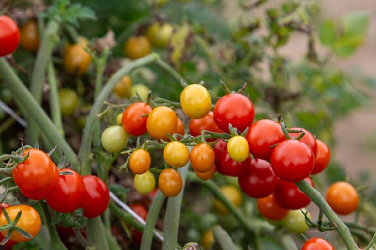 Red Currant Tomato Seeds, Heirloom, Non-GMO, Cherry Size, High Yield, Indeterminate, Bright Red Fruits, 120+ Seeds