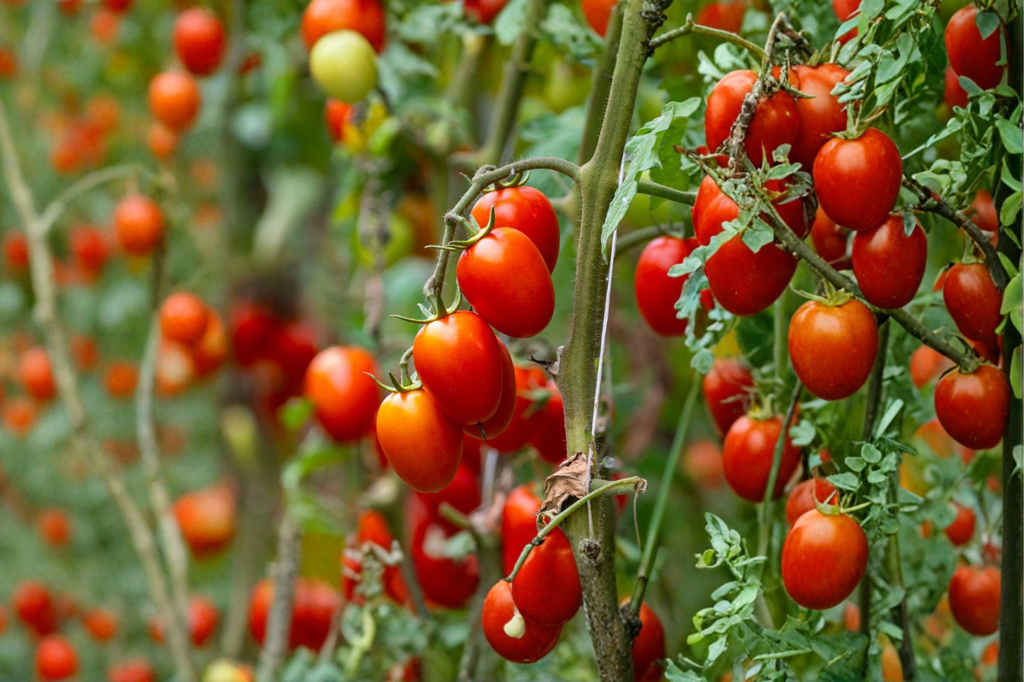 Napoli Heirloom Tomato Seeds, Early Red, Sweet Flavor, High Yield, 120+ Non-GMO Seeds for Garden, Container, and Raised Bed Planting