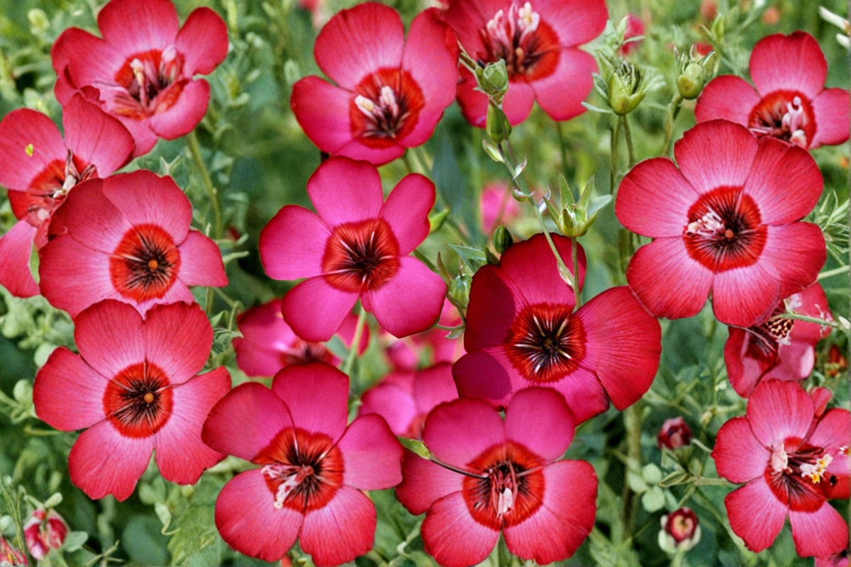 Scarlet Flax Seeds, Heirloom Bright Red Wildflower, Easy Grow Annual, Pollinator Friendly, 200+ Seeds