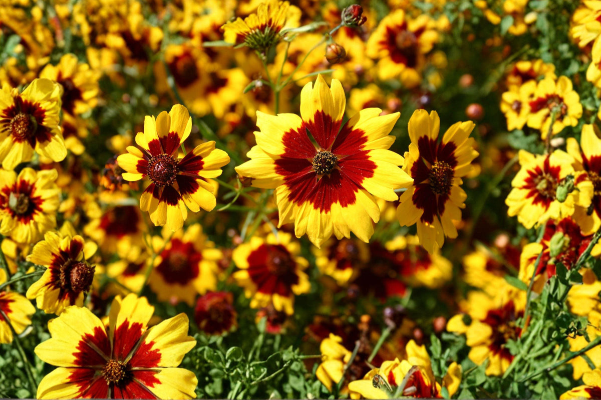 Plains Coreopsis Seeds - Heirloom Wildflower, Drought Tolerant, Pollinator Garden, Bright Yellow & Red Flowers, 200+ Seeds