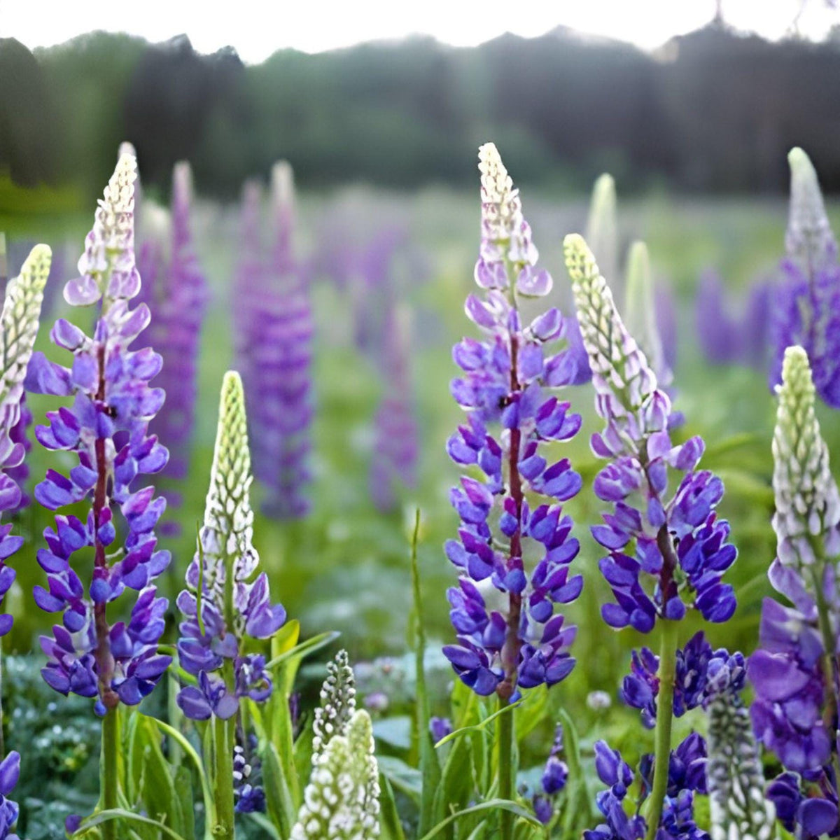 Riverbank Lupine Seeds – Lupinus rivularis Perennial Wildflower with Purple Blue Flower Spikes, Native Garden Plant, 15 Seeds