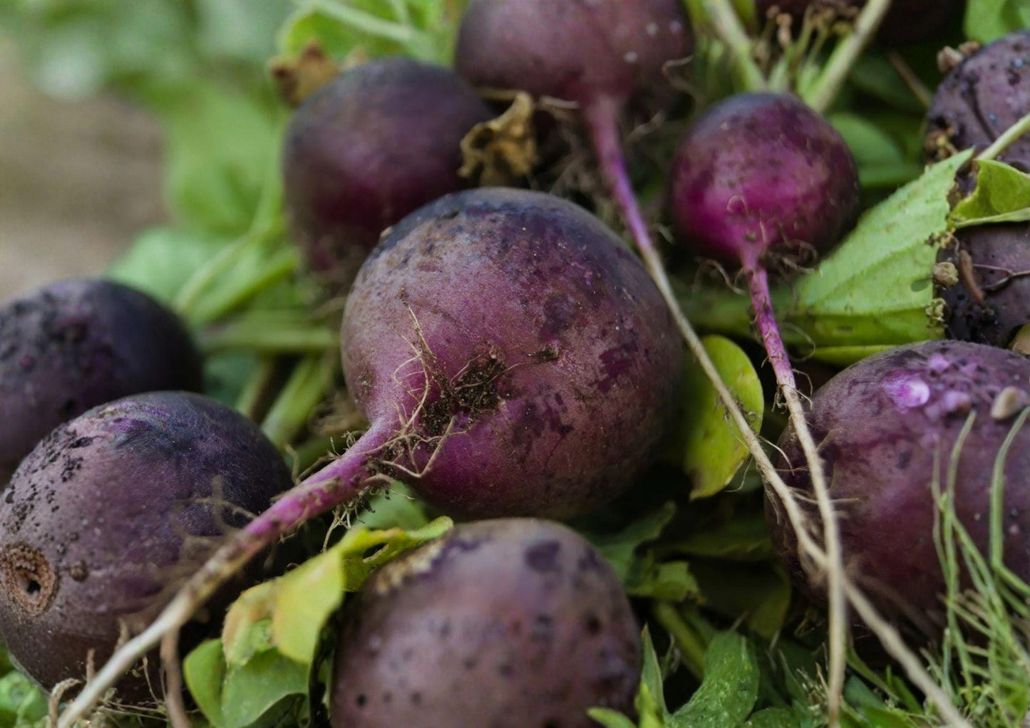 300+ Purple Plum Radish Seeds – Heirloom Non-GMO Vegetable Seeds for Garden Planting, Round Purple Roots, Crisp, Mild Flavor