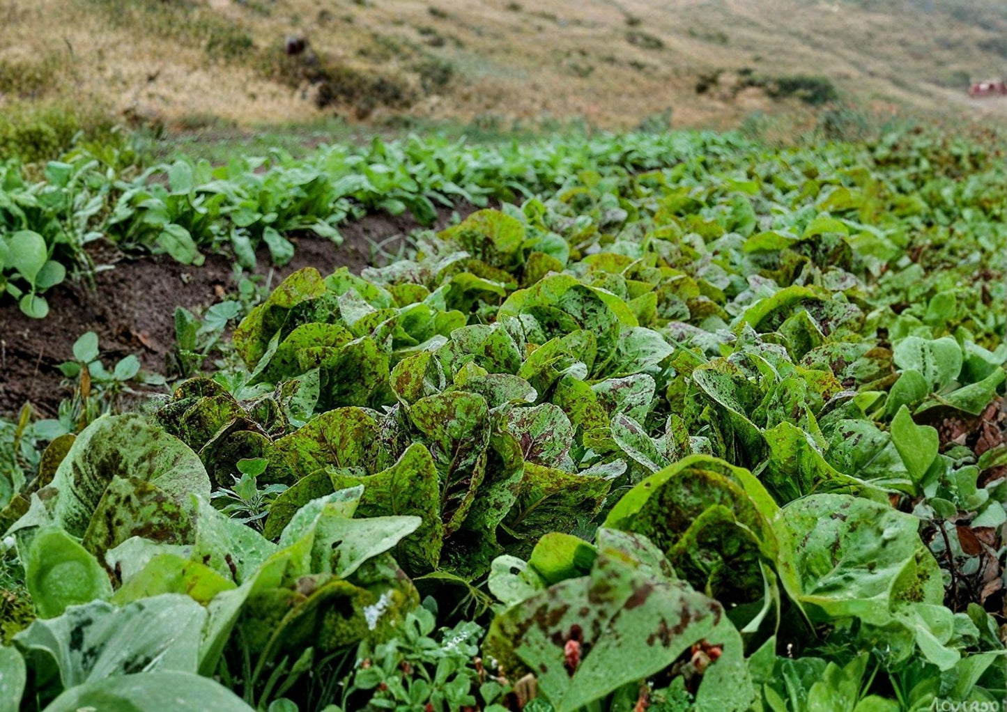 Heirloom Organic Leaf Lettuce Seeds – Red and Green Loose Leaf, Non-GMO, Garden, Salad, Cut-and-Come-Again, Vegetable Seeds