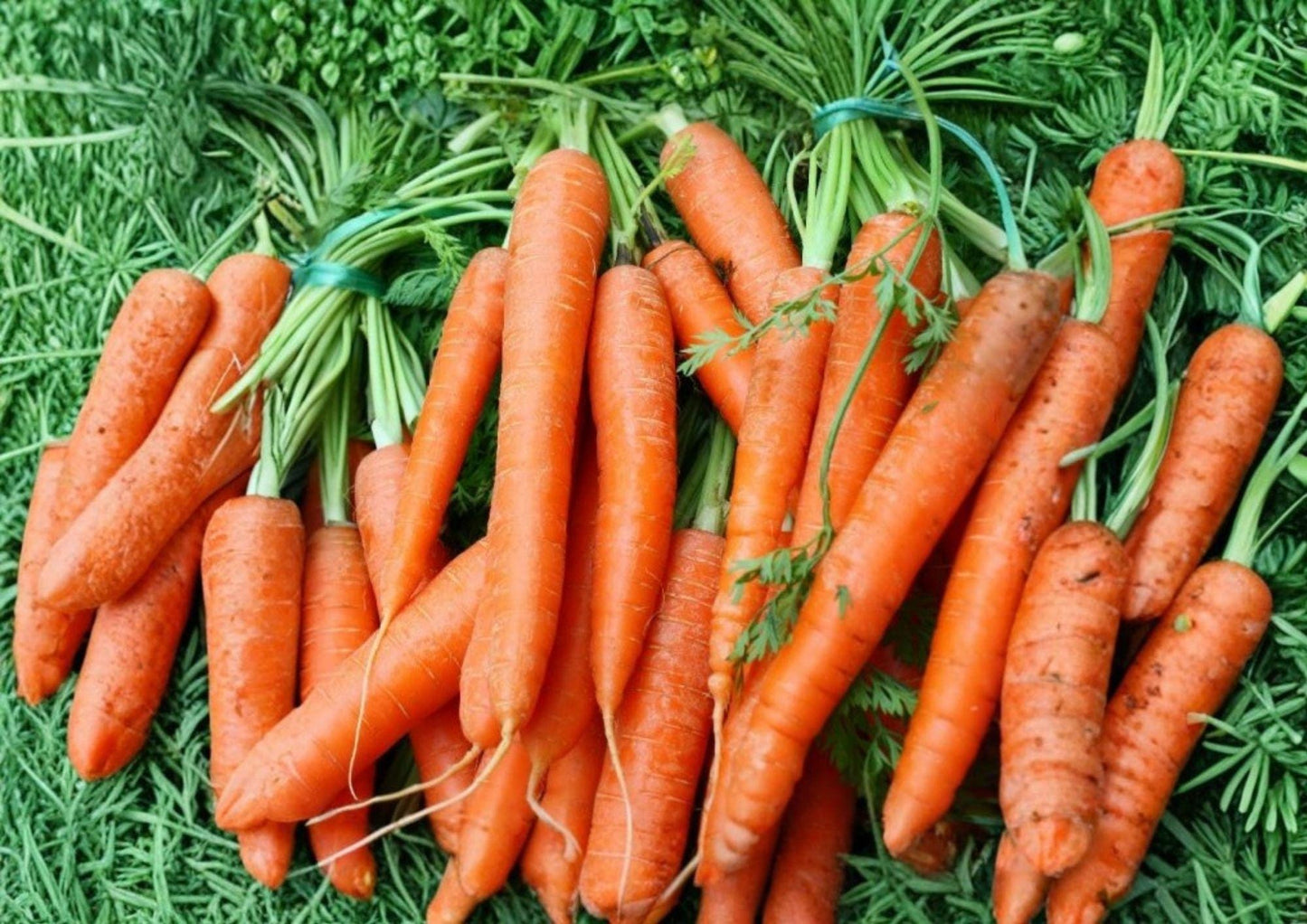 Heirloom Carrot Seeds – Tendersweet Long Orange Root Vegetable for Garden Planting, Crisp Texture, High Yield