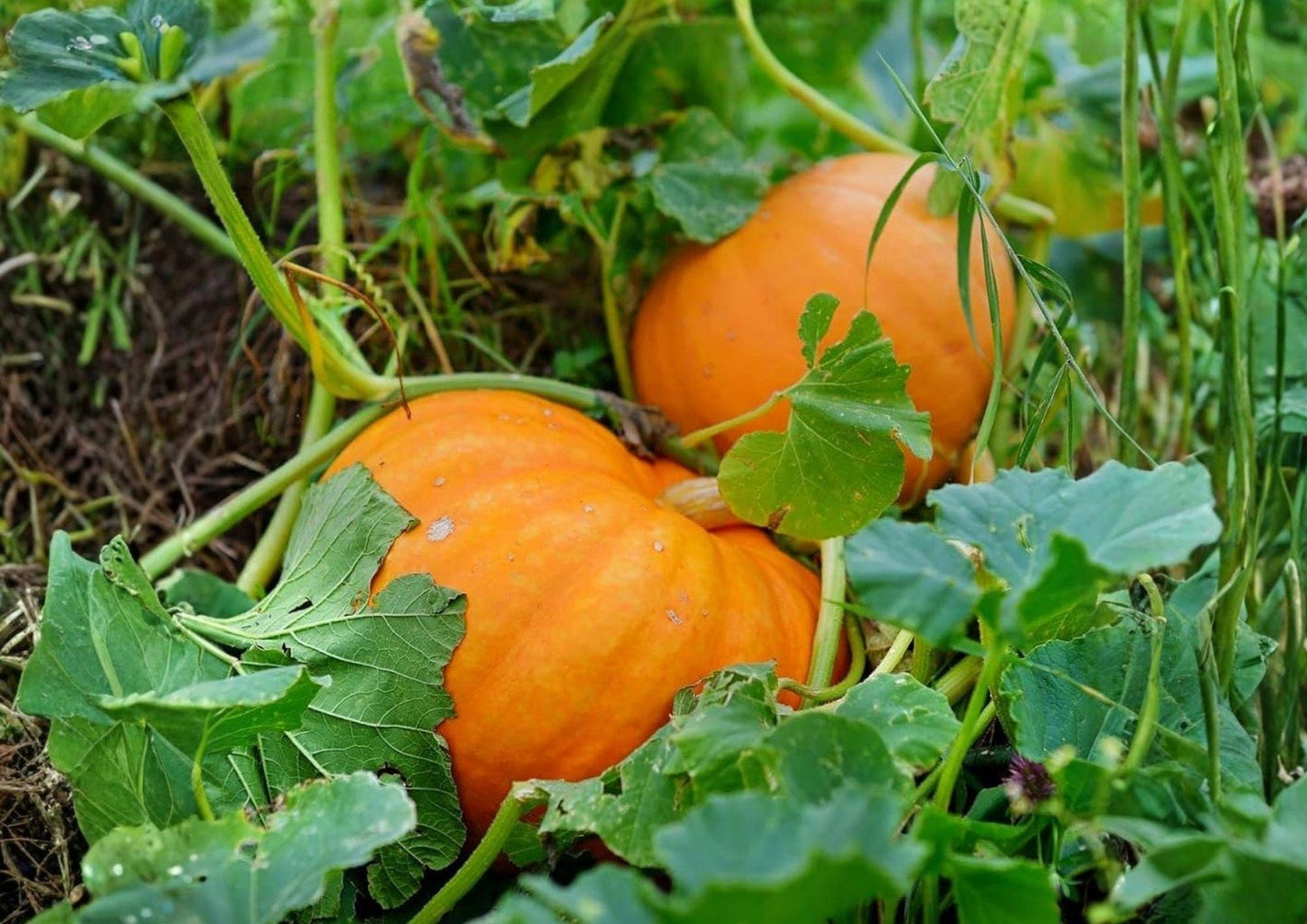 Big Max Pumpkin Seeds – Heirloom Non-GMO Giant Orange Pumpkins for Garden Planting, Cucurbita maxima
