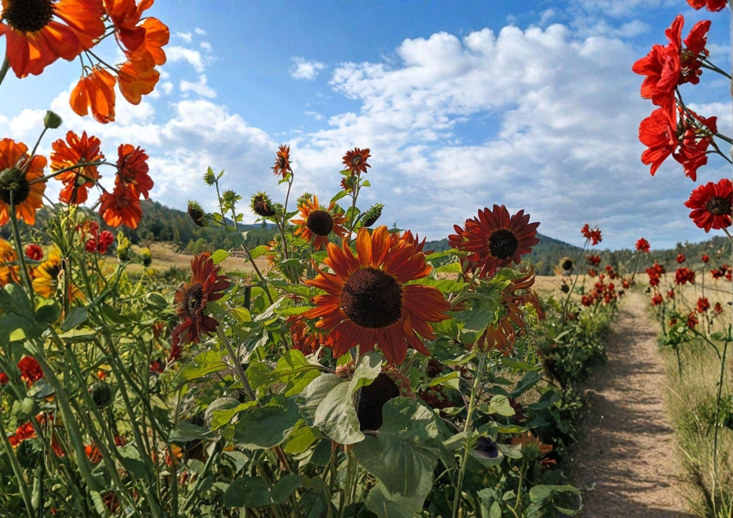 Red Sunflower Seeds, Heirloom Non-GMO, Ornamental Cut Flower, Deep Red Blooms, Pollinator-Friendly, Helianthus annuus