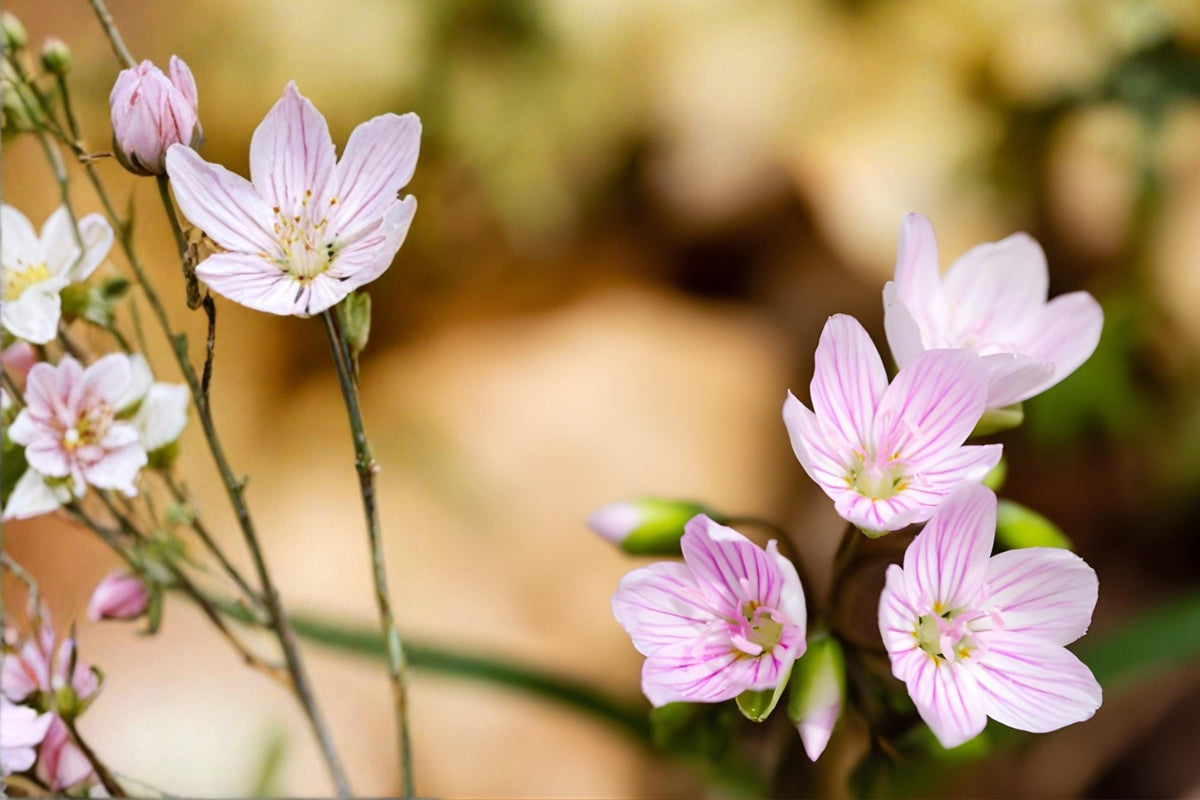 Spring Beauty Seeds – Native Claytonia virginica Wildflower for Woodland Gardens & Shade Areas, Early Pollinator Support