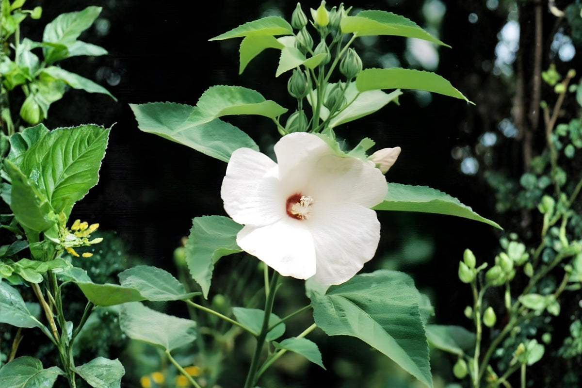 Woolly Rose Mallow Seeds 25 Hibiscus lasiocarpos Native Wetland Plant Pollinator Attractant