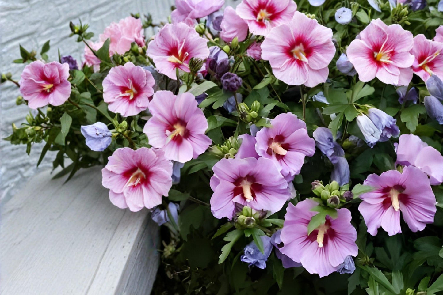 Rose of Sharon Seeds | Hibiscus syriacus | Ornamental Shrub with Large Pink, Purple, White Blooms | Easy to Grow