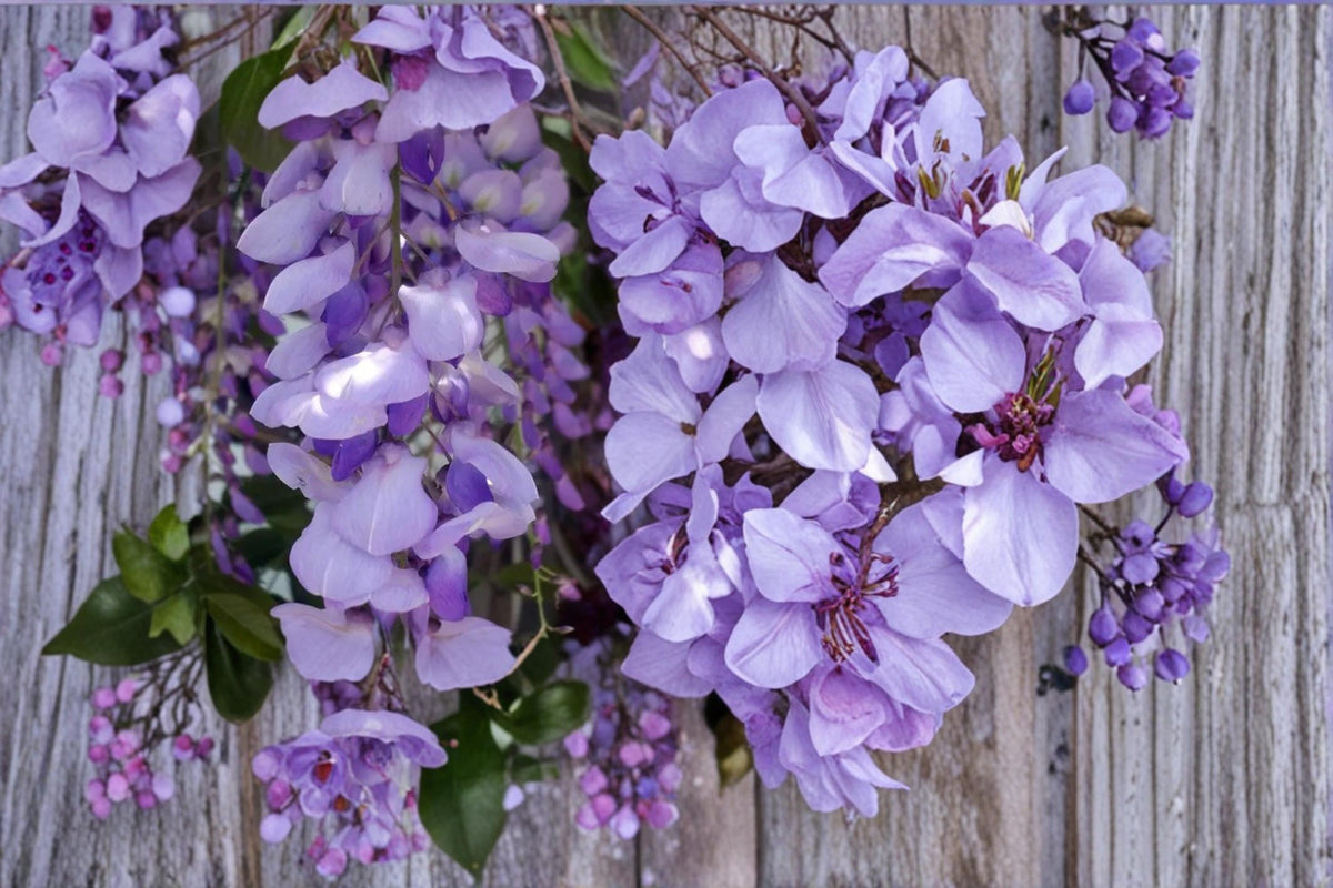 Purple Wisteria Seeds – Wisteria sinensis Vine for Outdoor Garden and Bonsai Planting
