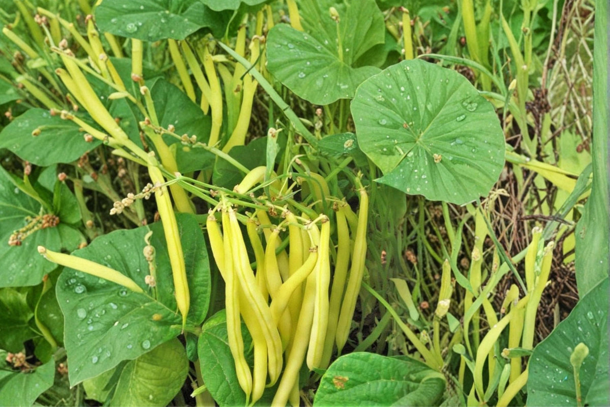 Golden Wax Bean Seeds – Phaseolus vulgaris Yellow Pod Heirloom Vegetable Plant Pack