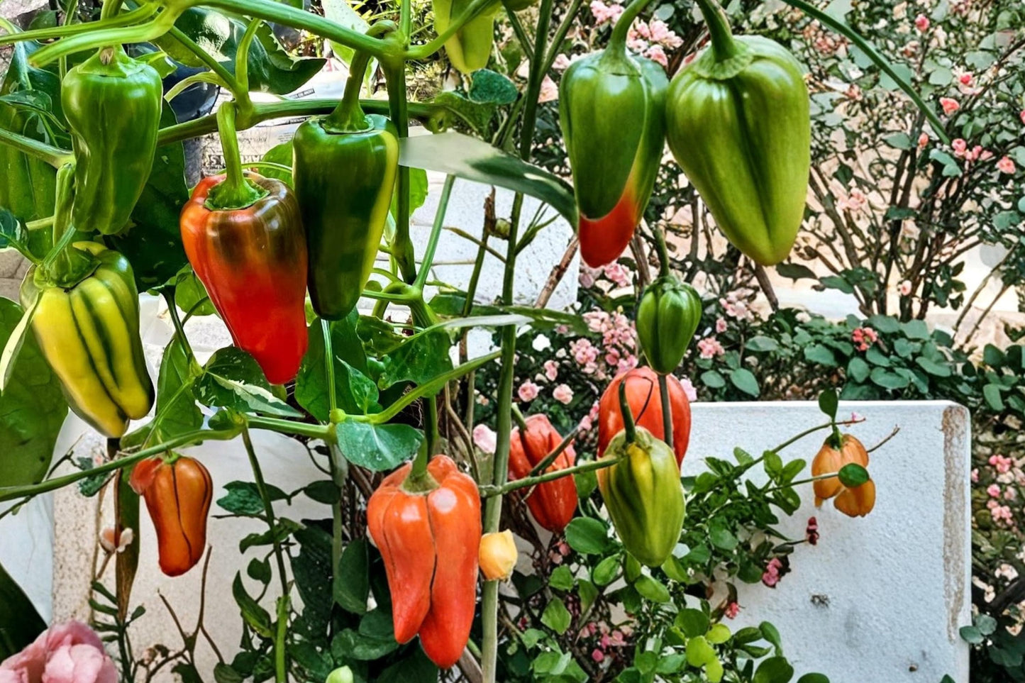 Candy Cane Cherry Pepper Seeds – Capsicum annuum Variegated, Striped Fruit, Edible Ornamental Plant, Container & Garden Bed Plant
