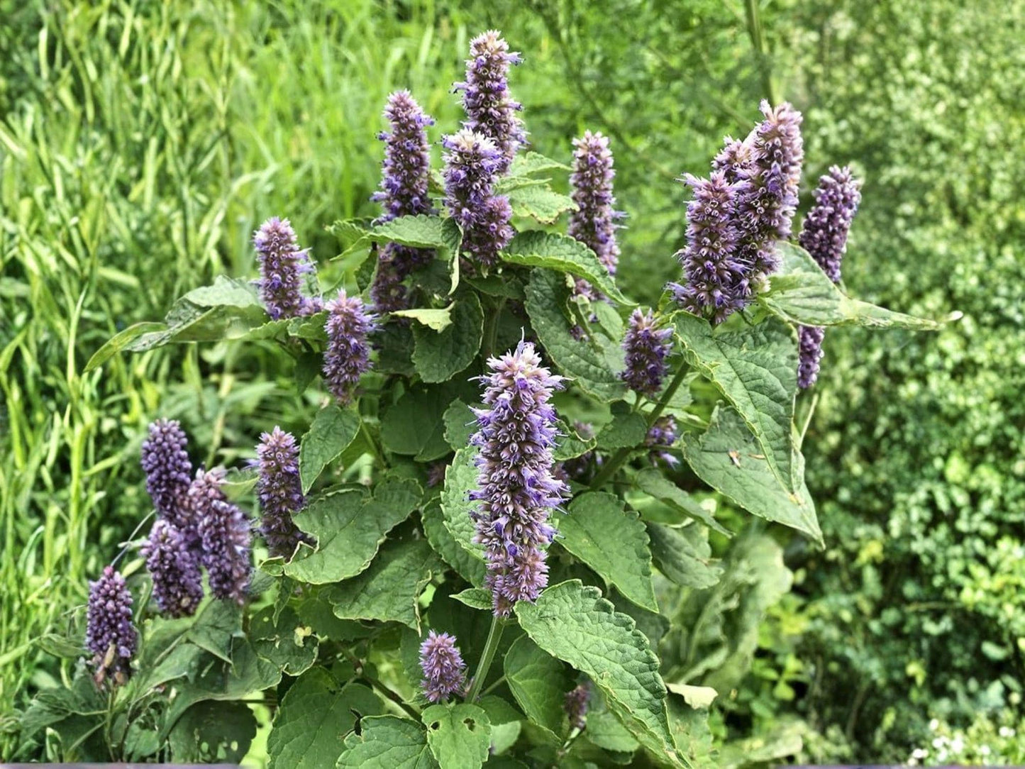 Anise Hyssop Seeds, Agastache foeniculum, Purple Blue Flowers, Perennial Herb, 100 Seeds