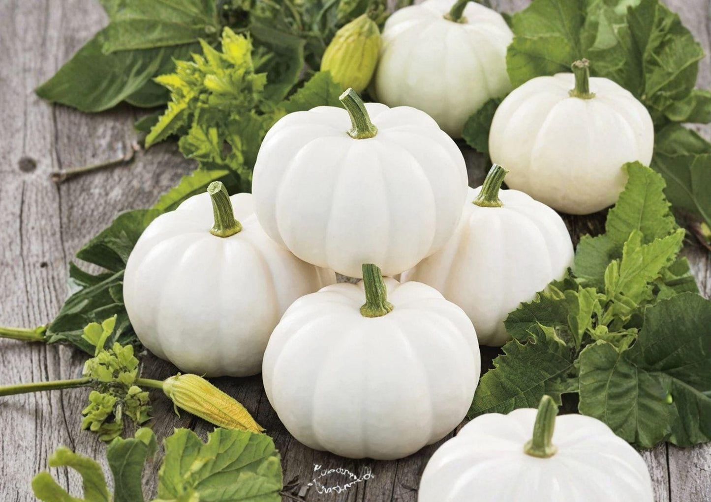 Casper White Pumpkin Seeds Non-GMO Heirloom for Garden Planting, White Skin, Sweet Flesh, Fall Decor, Cucurbita pepo