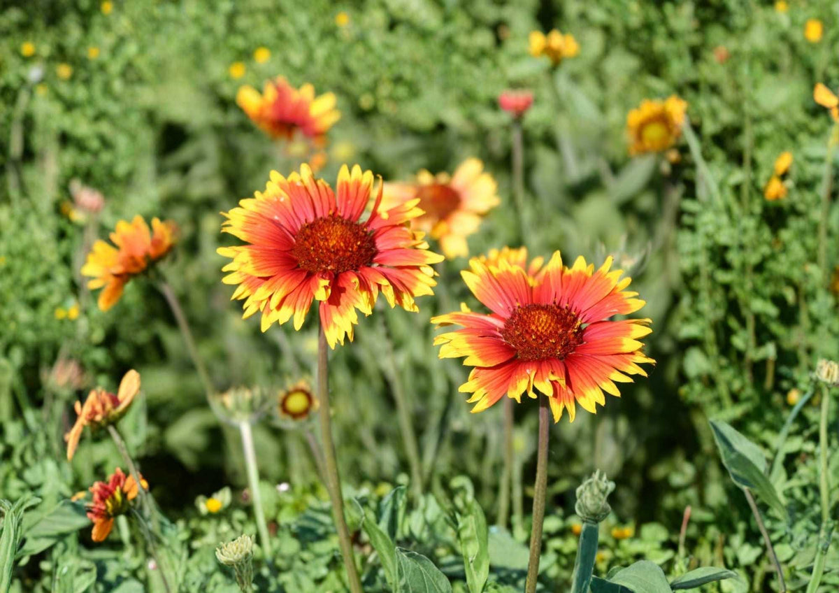Indian Blanket Flower Seeds, Gaillardia Perennial Wildflower, Red Yellow Blooms, Drought Tolerant, Pollinator Attracting, 25+ Seeds