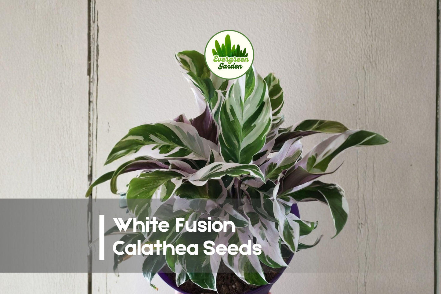 White Fusion Calathea Seeds, Tropical Foliage Plant, Calathea lietzei ‘White Fusion’, Indoor Decor, Ornamental Houseplant