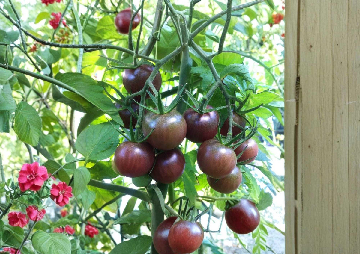 Brown Berry Tomato Seeds – Heirloom Organic Non-GMO Small Cherry Fruit for Garden Planting