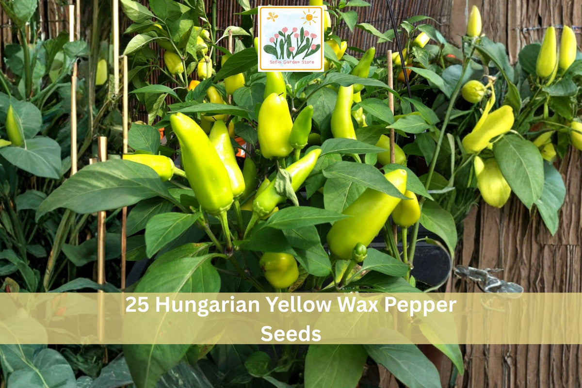 25 Hungarian Yellow Wax Pepper Seeds | Hot Chili Vegetable Seeds for Garden, Container, Outdoor Planting | Capsicum annuum