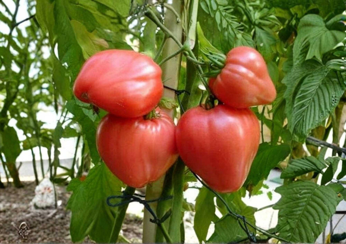 30+ Anna Russian Tomato Seeds - Heirloom Non-GMO Pink Heart-Shaped Fruit, Sweet Rich Flavor, Vegetable Seeds for Garden Planting