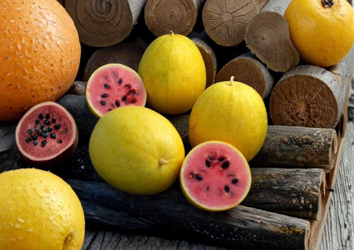 Golden Midget Watermelon Seeds - Heirloom Organic Non-GMO Fruit Seeds for Garden Planting, Mini Yellow Skin, Sweet Early Variety