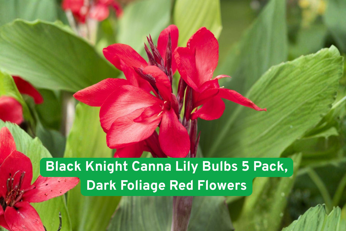 Black Knight Canna Lily Bulbs 5 Pack | Dark Foliage Red Flowers | Tropical Garden, Border, Container Plant | Canna indica