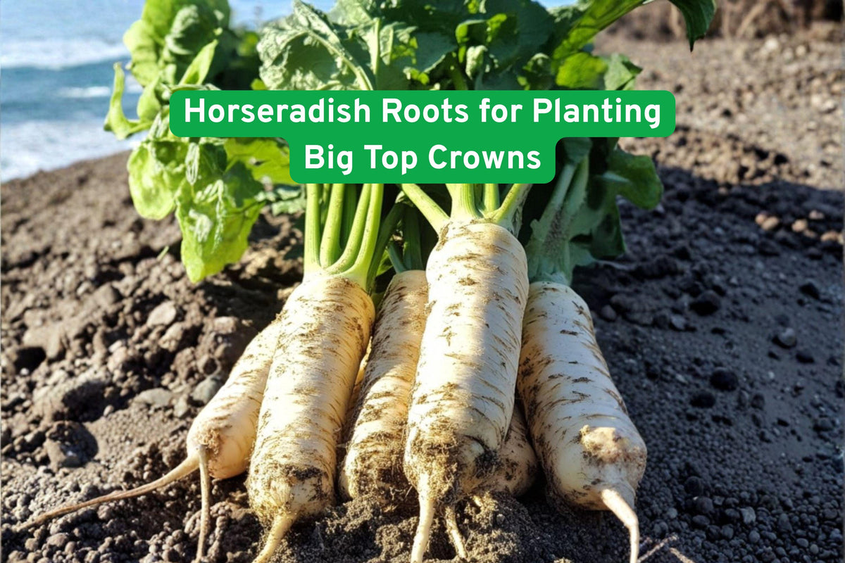 Horseradish Roots for Planting | Big Top Crowns | Spicy Edible Roots | Armoracia rusticana