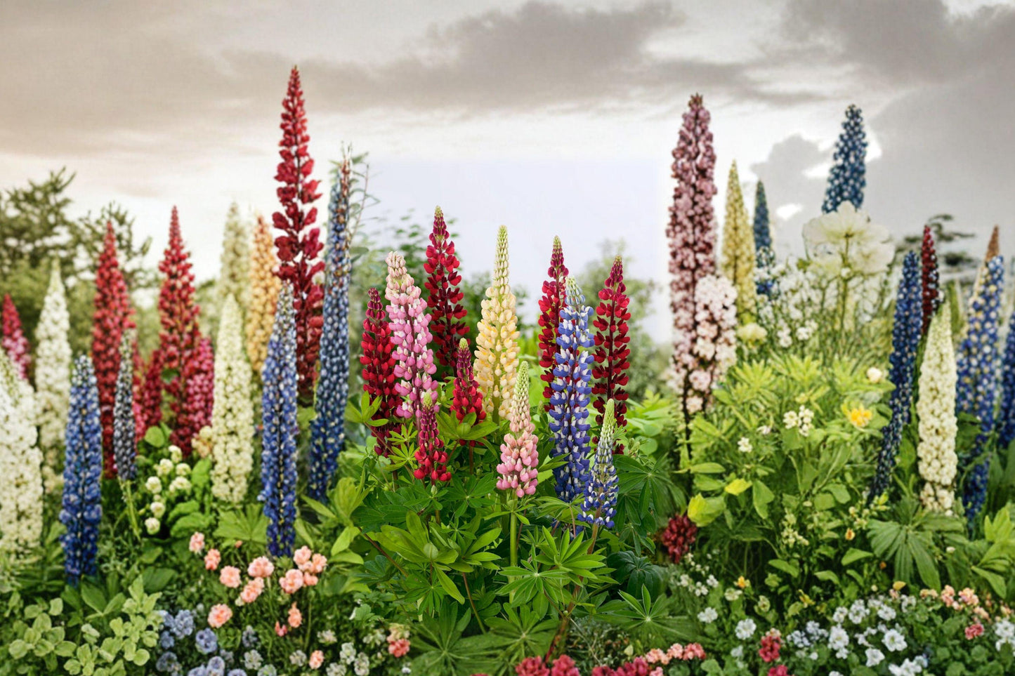 Russell Lupine Seeds Mixed Colors Perennial Flower Pack - Heirloom Non-GMO Seeds for Vibrant Blooms