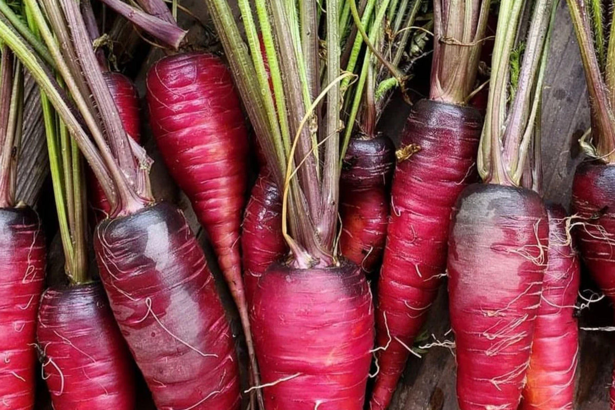 Cosmic Purple Carrot Seeds, Organic Heirloom, Rare Purple Root Vegetable, 100+ Seeds for Garden, Root Crop, Non-GMO
