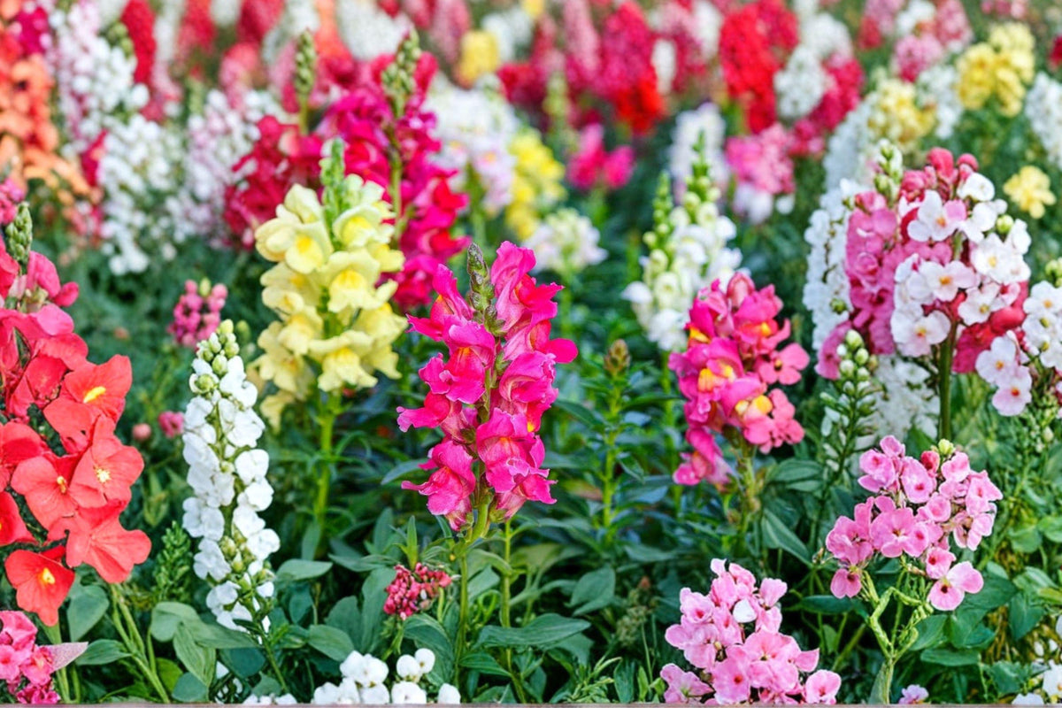 Tall Snapdragon Mix Seeds - Heirloom Non-GMO Cut Flower Garden Blooms, Bright Colors, Upright Stems, Pollinator Friendly