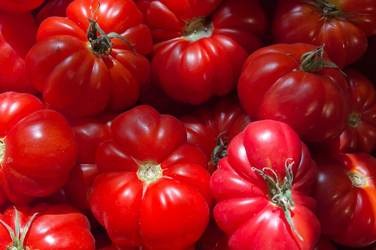 Oaxacan Pink Tomato Seeds, Rare Heirloom, Large Slicing, Sweet Flavor, Indeterminate, Non-GMO, 120+ Seeds