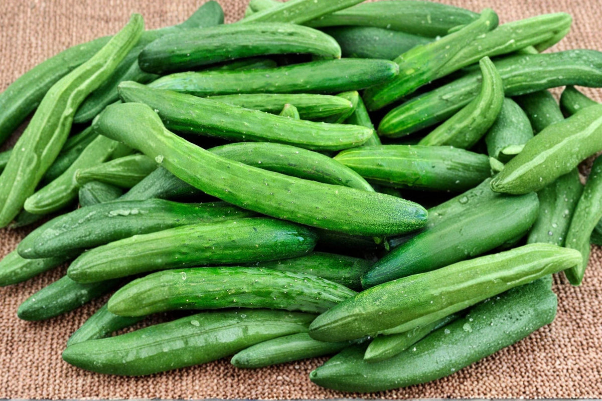 Heirloom Non-GMO Tasty Green Cucumber Seeds – High Yield Slicing Variety for Garden, Salad, and Fresh Eating