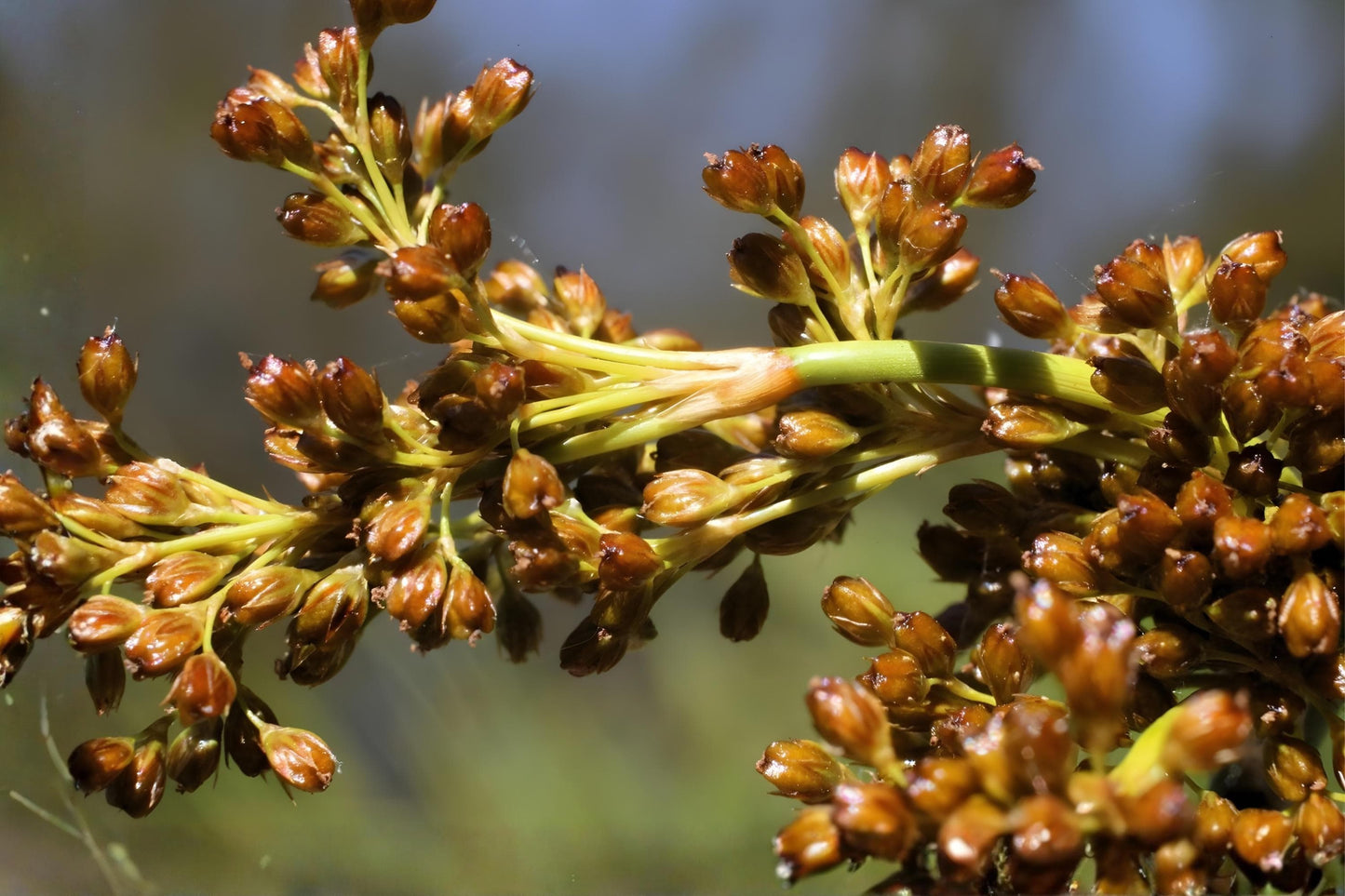 Soft Rush Seeds | Juncus effusus Wetland Plant for Erosion Control & Habitat Restoration, Moist Soils