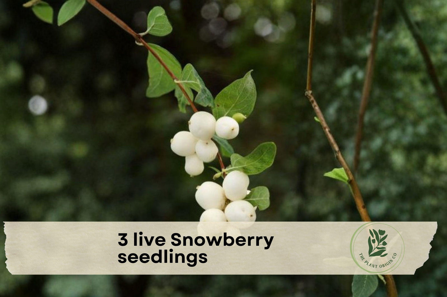 Live Snowberry Seedlings – Symphoricarpos albus, White Berries, Hardy Deciduous Shrubs, 1–2 Years Old, Perfect for Landscaping & Borders