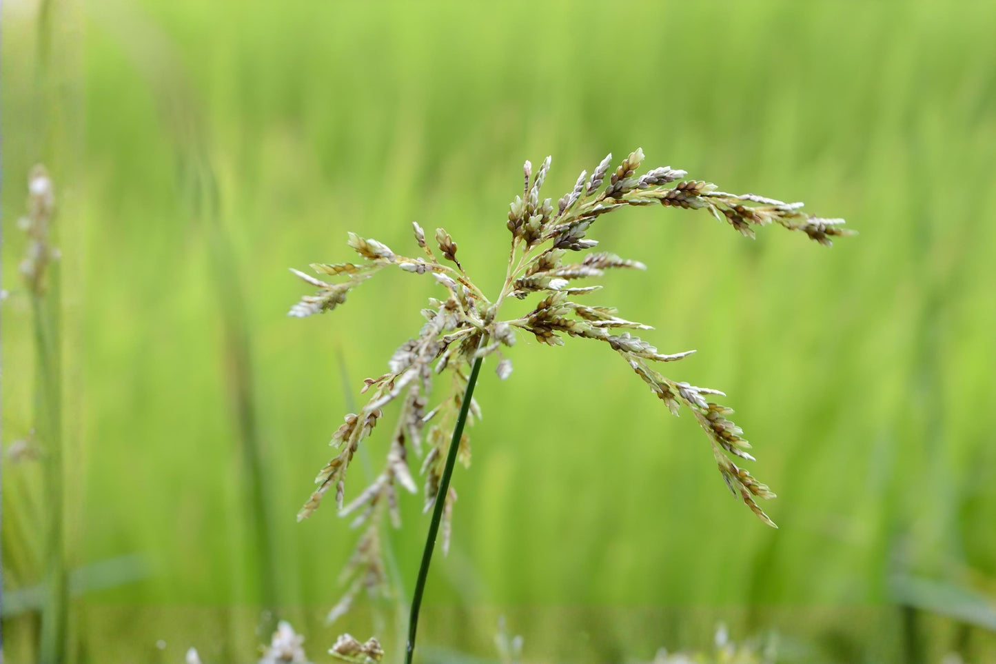 Smooth Panicgrass Seeds 100 | Native Panicum dichotomiflorum for Erosion Control & Wetlands