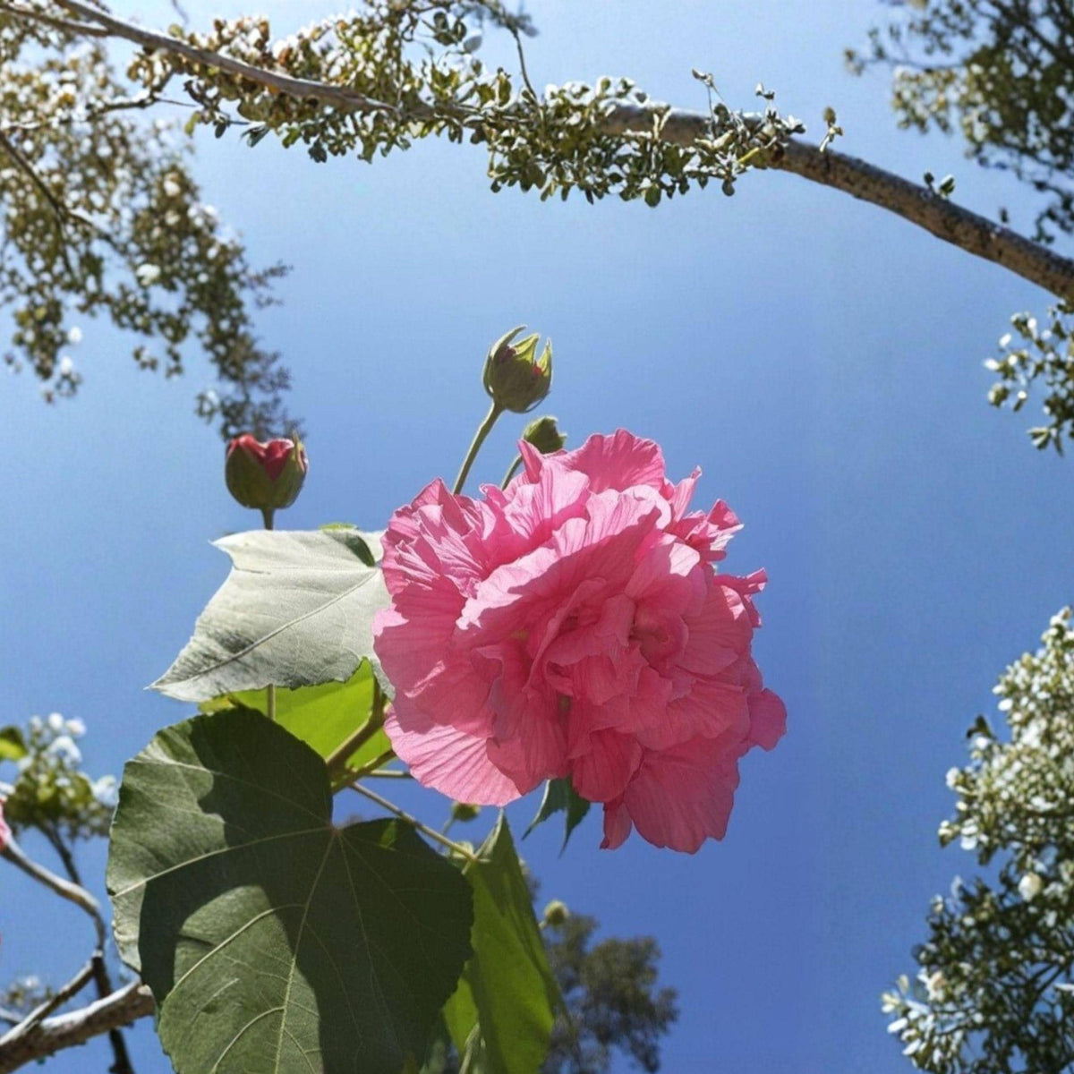 Hibiscus mutabilis Confederate Rose Cuttings – 4 Unrooted Stems with Color-Changing White to Pink Blooms, Ornamental Garden Shrub