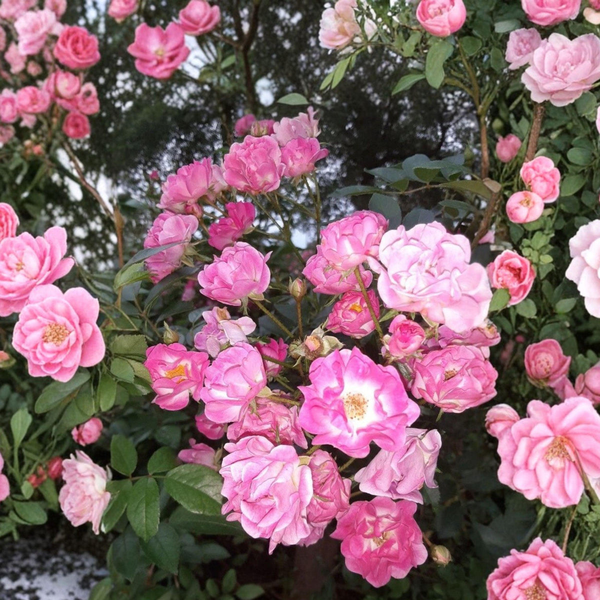 Pink Rose Cuttings - Rosa ‘Madame Norbert Levavasseur’ Polyantha Garden Shrub, Unrooted Stems for Propagation