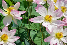 Sacred Lotus Seeds – Nelumbo nucifera Aquatic Plant for Ponds and Water Gardens, 10 Seeds