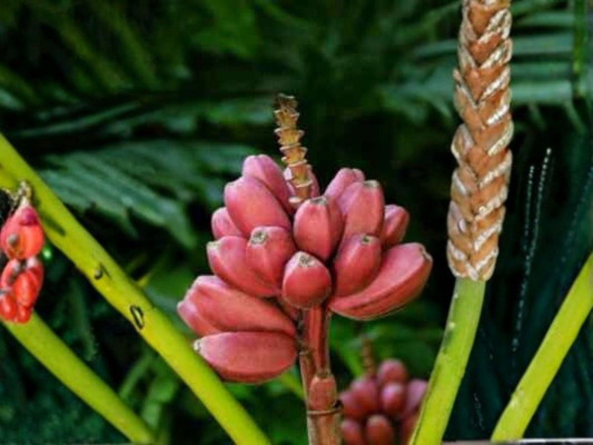 Bordelon Banana Live Root Plant – Musa Ornamental Tropical Foliage Starter for Garden & Container
