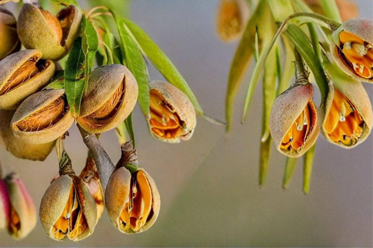 Almond Tree Seeds – Prunus dulcis – Nut Tree with White to Pink Blossoms – Edible Kernels, Garden, Backyard Orchard