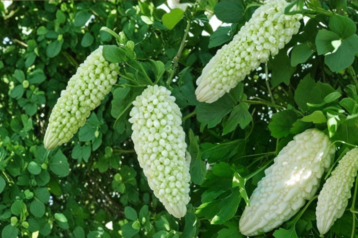 White Bitter Gourd Seeds – Climbing Vegetable Vine, Momordica charantia, Edible White Gourd, Garden Plant, 10 Seeds