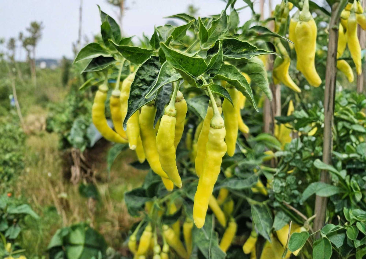 Golden Cayenne Pepper Seeds – Heirloom Non-GMO Hot Chili Seeds for Garden, Yellow Cayenne, 30,000–50,000 SHU
