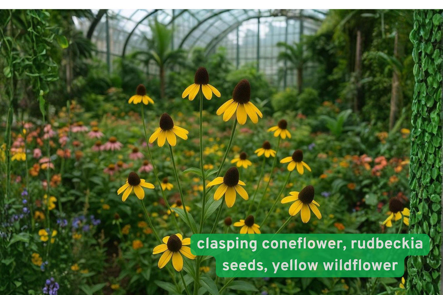 Clasping Coneflower Seeds – Rudbeckia amplexicaulis Native Wildflower for Pollinator Gardens, Bright Yellow, Full Sun, 100 Seeds