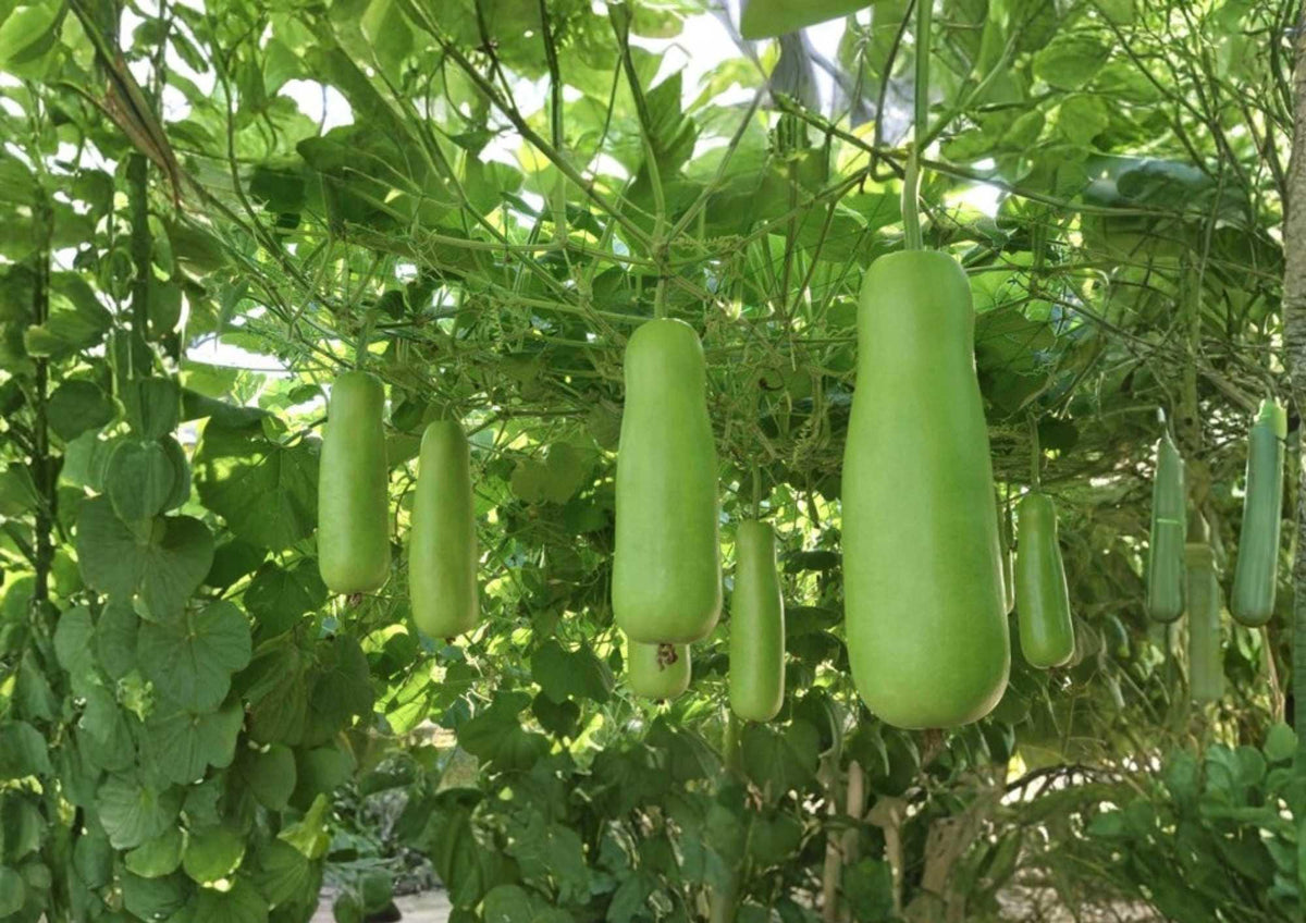 Calabash Bottle Gourd Seeds - Heirloom Long Green Vegetable Seeds for Garden Planting, Edible Vine, Chinese Lauki Opo Squash